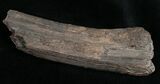 Pleistocene Aged Fossil Horse Tooth - Florida #10286-1